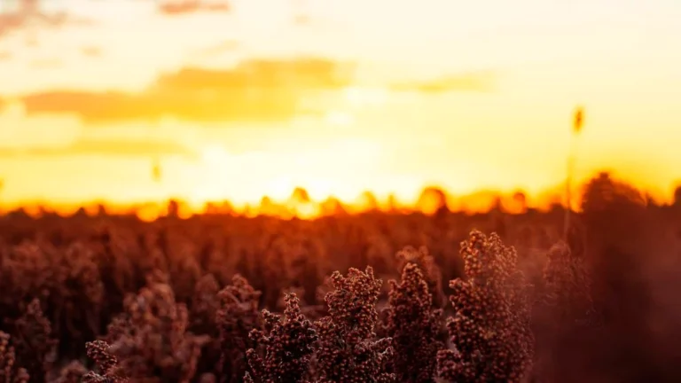Boom do Sorgo: Como o Brasil Dobrou a Produção e Conquista Novos Mercados com Ajuda do Etanol e China