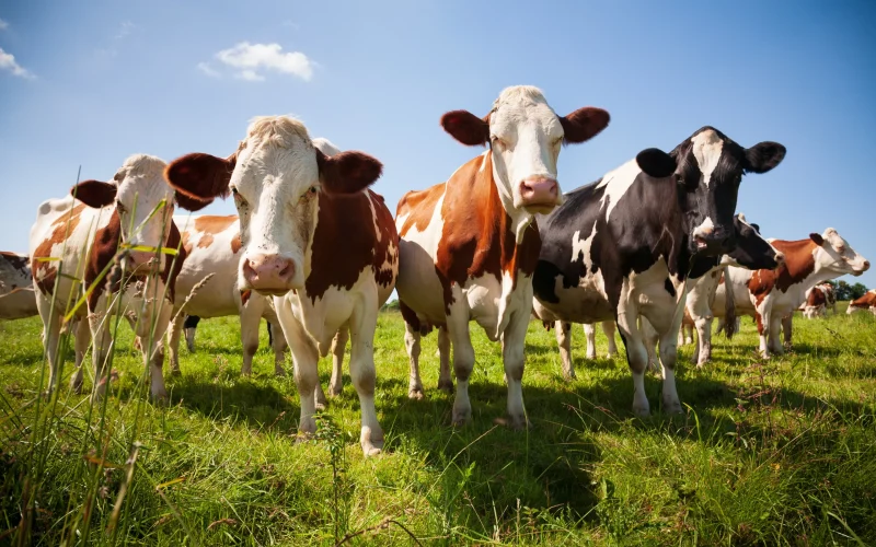 Brasil Fora da Lista da UE para Carnes: Impacto nas Exportações e o Futuro do Agronegócio Brasileiro