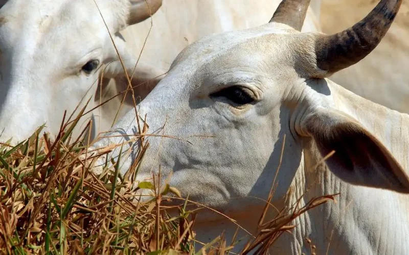 União Europeia impõe veto à carne brasileira a partir de setembro: entenda o impacto financeiro e os caminhos para o agronegócio