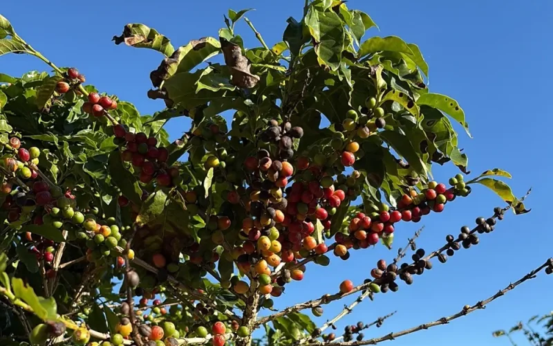 Cafezinho em Risco: El Niño e Crise em Ormuz Ameaçam Preços em 2027 com Aumento de Custos para Cafeicultores