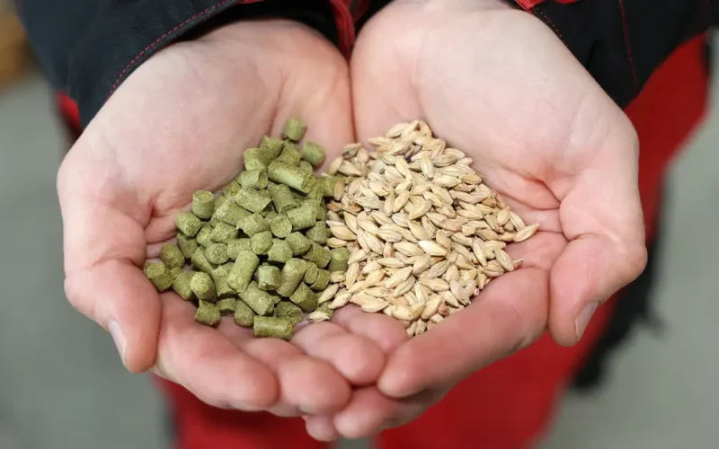Projeto Inovador Promete Revolucionar Produção de Lúpulo no Brasil: Uma Nova Era para Cervejarias e Indústria Farmacêutica