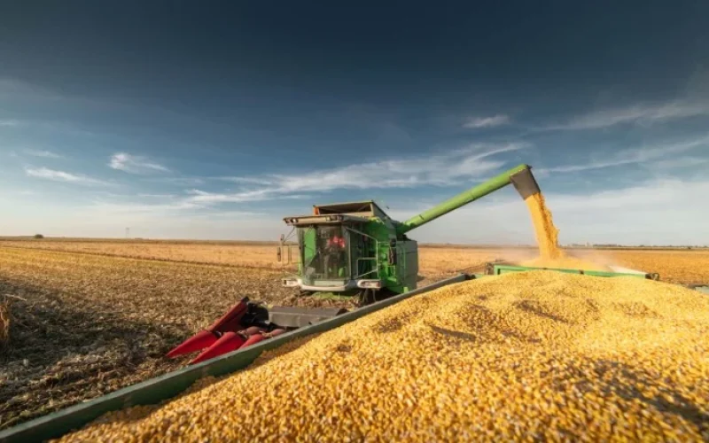 Milho em Alta: Queda na Produção Mundial em 26/27 e Projeções de Preços Elevados Pela SLC Agrícola