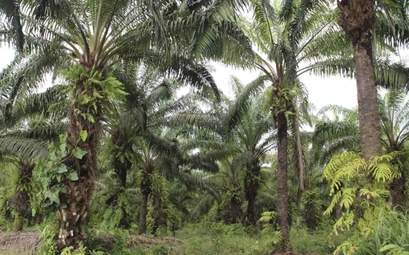 Palma no Pará: Gigante da Produção Nacional de Óleo Vegetal Luta para Escalar, Mas Já Transforma Vidas no Campo