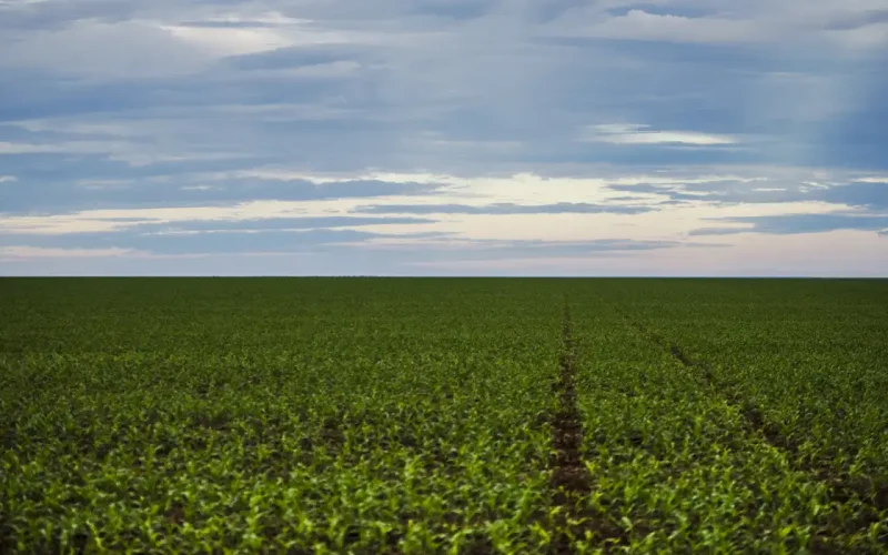 Fundo Garantidor para Dívidas Rurais: O Governo Prepara Rede de Segurança para o Agronegócio Brasileiro