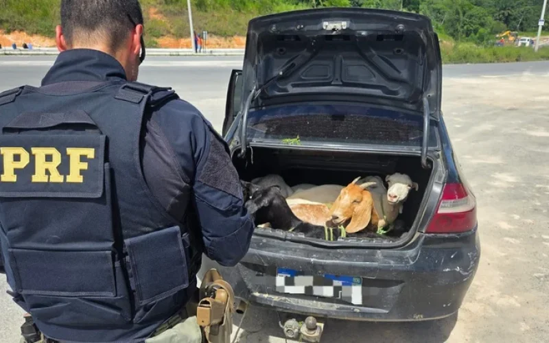 Bodes em Porta-Malas: Flagrante Chocante Revela Maus-Tratos e Mobiliza Resgate Animal em Pernambuco