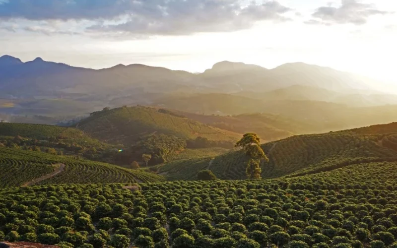 Safra Recorde de Café no Brasil: Estoques Globais em Recuperação, Mas Cobertura Segue Curta em 2026