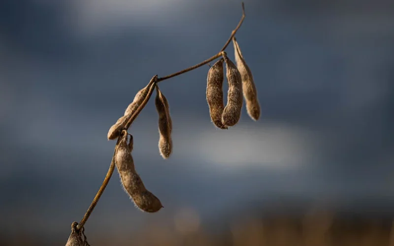 Colheita de Soja no Brasil: 99% Garantidos, Mas 4 Estados Ainda Lutam Contra o Tempo e o Clima