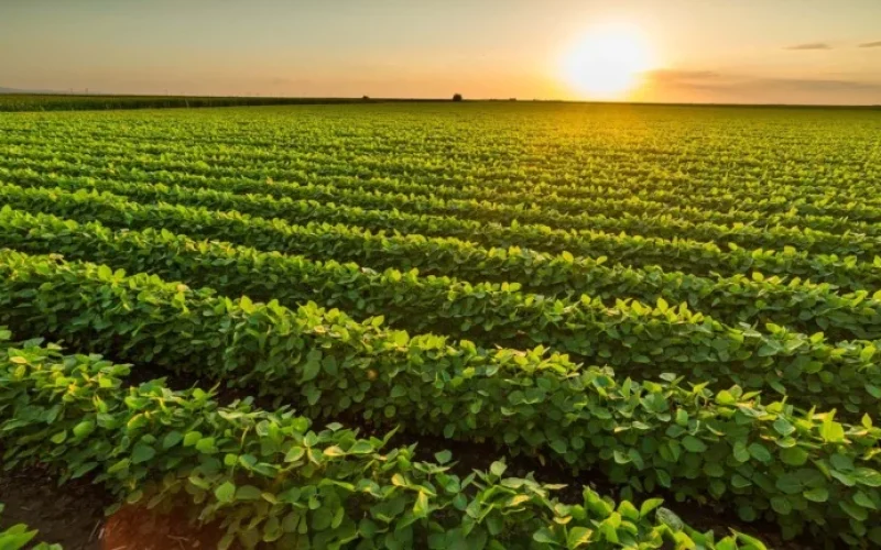 Corteva Lidera Inovação Agrícola em MS: Aumento de Produtividade de Grãos com Foco em Milho e Soja