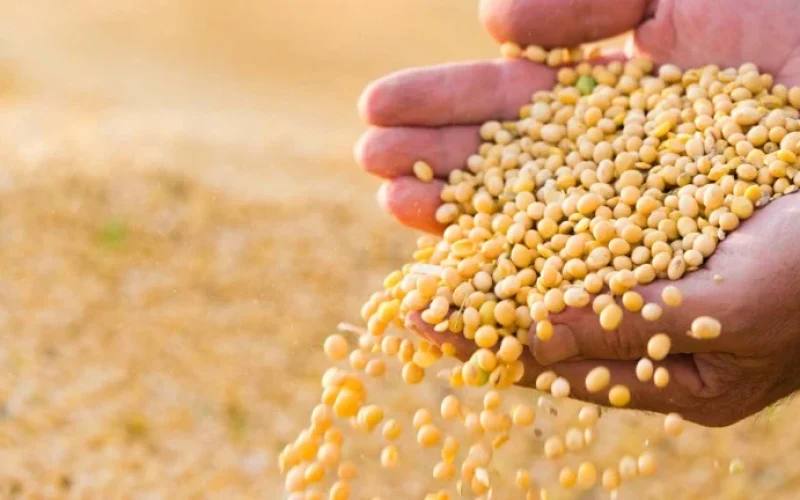 Mercado de Sementes de Soja no Brasil: Previsão de Desaceleração e Consolidação Agita o Setor