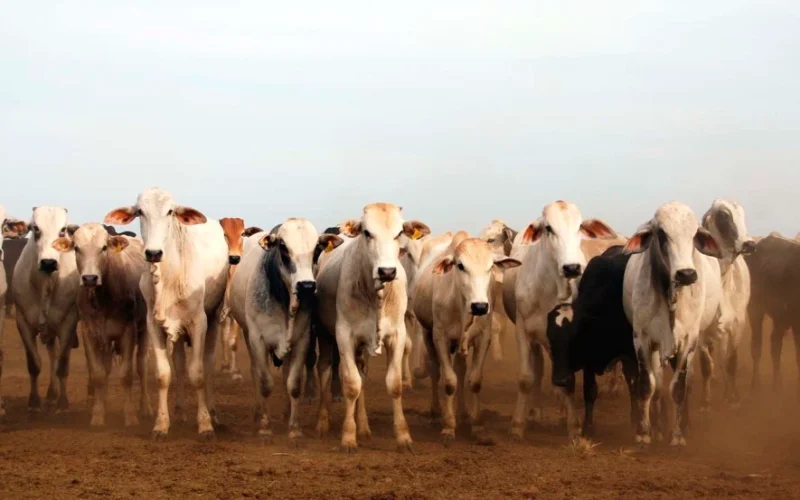 EUA Acusa Brasil de Trabalho Forçado na Carne e Impõe Novas Tarifas: Hipocrisia ou Protecionismo?