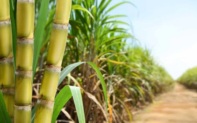 Déficit de Adubação em Canais Ameaça Safras Futuras: Produtores Cortam Custos e Sinalizam Crise no Agronegócio