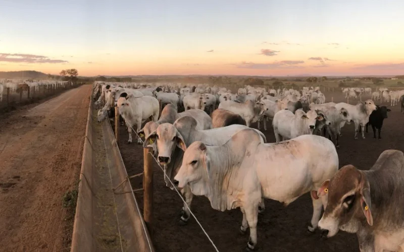 Berne em Bovinos Suspeito no Texas: Alerta no Mercado de Gado e Impacto na Carne Bovina