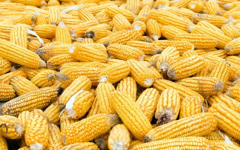 Milho em Queda Livre: Preços Atingem Mínima de 8 Meses com Compradores Recuados e Colheita Começando