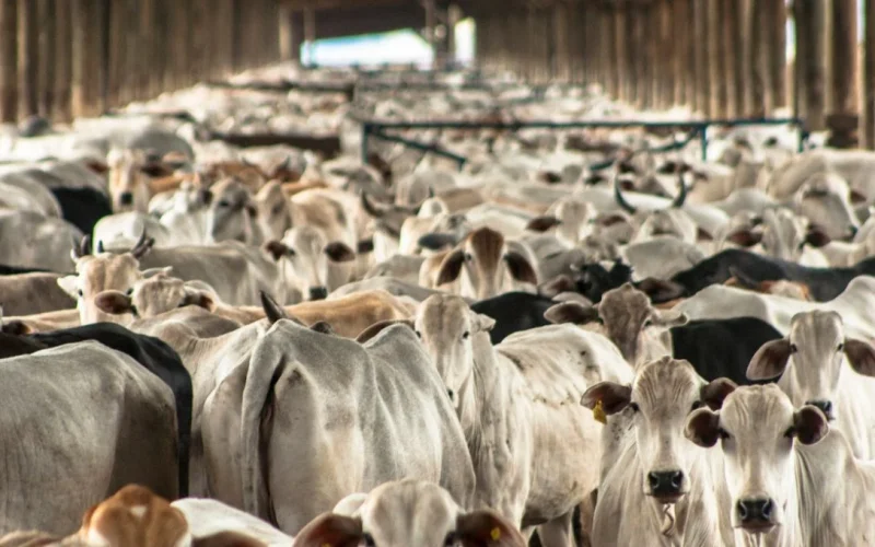 Mosca Parasita Ameaça Gado nos EUA: Pode Abrir Fronteira para Importações Mexicanas, Sinaliza BTG