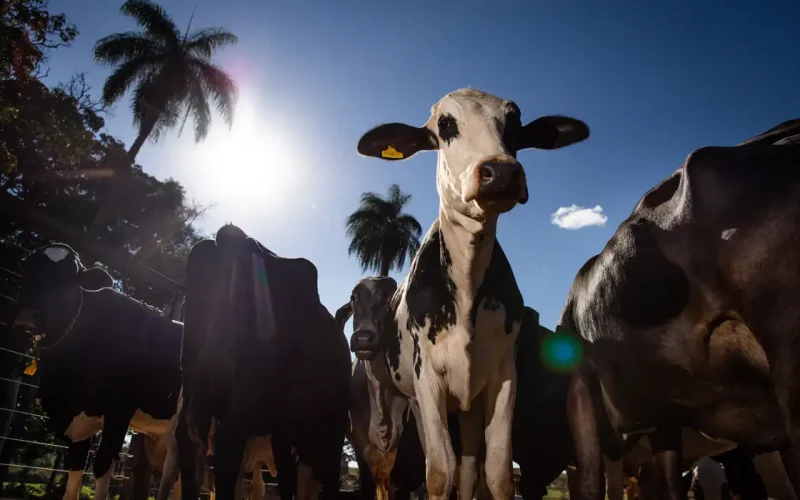 UE Veta Carne Brasileira em Setembro: Entenda o Impacto na Economia e o Que o Brasil Precisa Fazer para Reverter