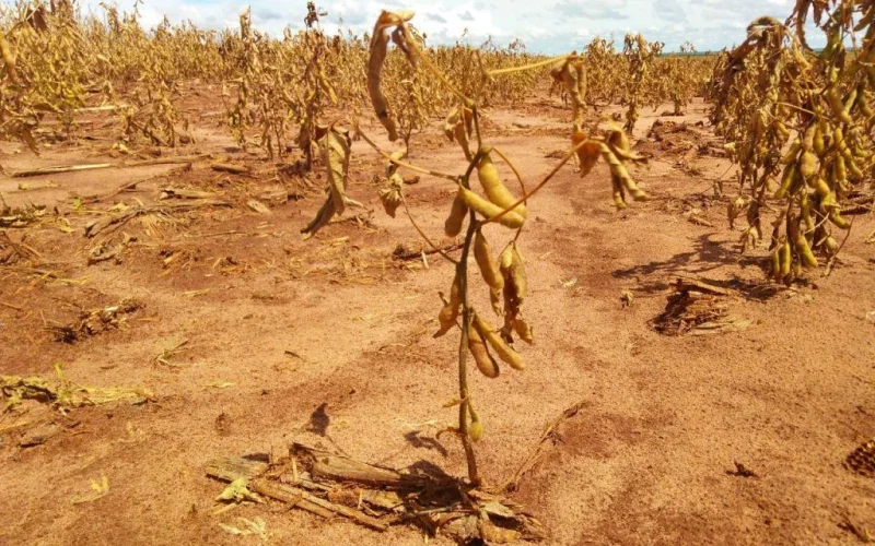 Seguro Rural Global: Estudo da FGV Agro Revela Modelos de Sucesso e Lições Cruciais para o Brasil