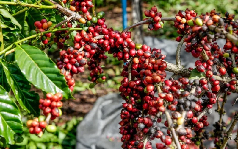 Colheita de Café no Brasil Acelera, Mas Qualidade dos Grãos Gera Preocupação e Impacta Preços