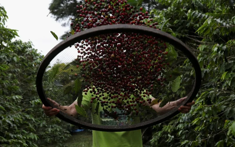 Exportação de Café Brasileiro Sobe em Maio com Canéforas: Um Sinal de Recuperação ou Adaptação do Mercado?