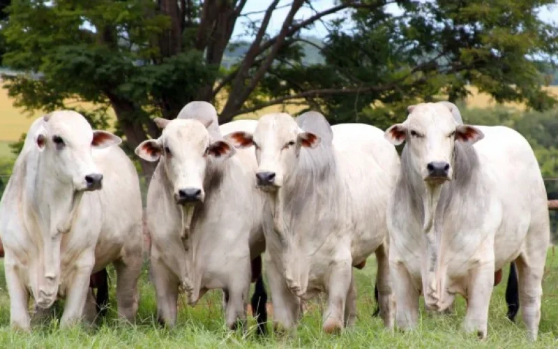 Fim da Cota Chinesa: O Que Esperar do Mercado do Boi Gordo nos Próximos Meses e Impacto nas Exportações de Carne Bovina