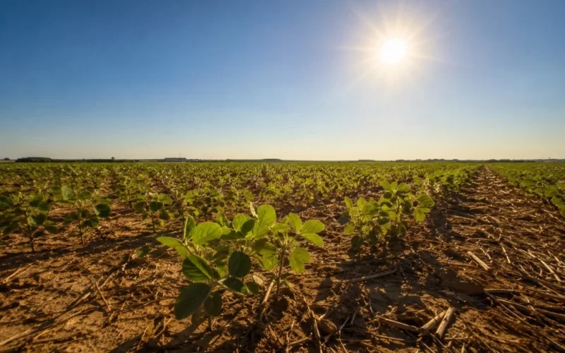 El Niño 2026/27: Meteorologista Alerta para Forte Intensidade e Prejuízos na Safra de Soja do Brasil