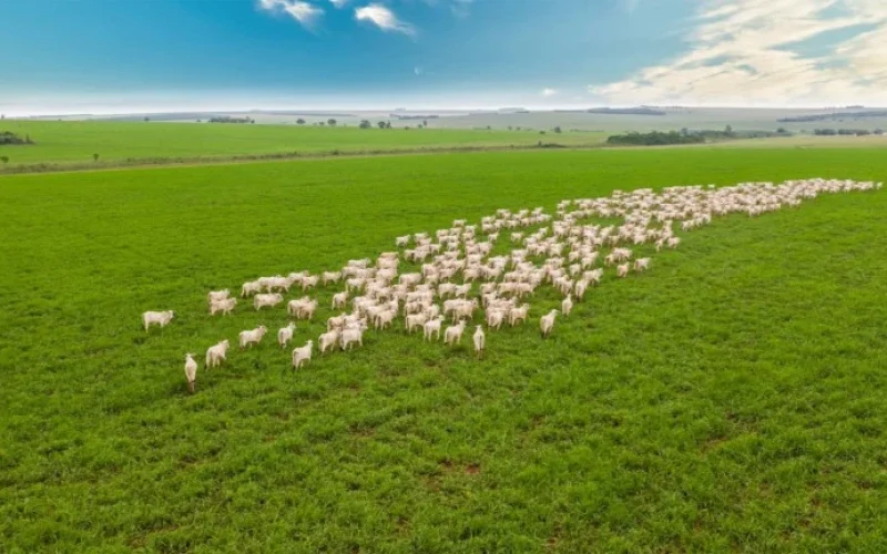 Imaflora Lança Fiagro Inovador no Pará para Impulsionar Pecuária Sustentável e Rastreabilidade Bovino