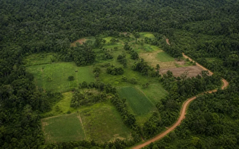 Amazônia Viva: Conab e BNDES Revelam Primeiro Resultado de R$ 80 Milhões para Sustentabilidade na Região