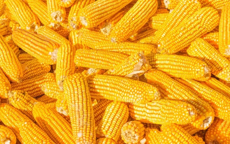 Novo Acordo de Biomassa Ameaça Usinas de Etanol de Milho em MT: Investimentos em Risco?