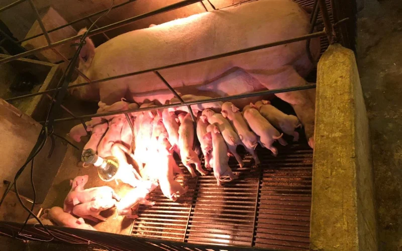 Alerta na Suinocultura: Rotavírus C Ameaça Leitões e Lucros com Surtos Crescentes no Brasil