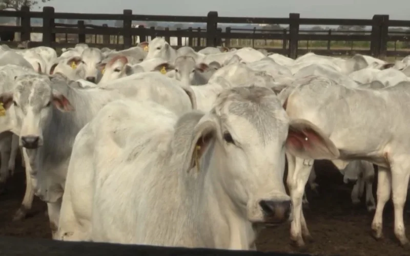 Carne Bovina: UE Impõe Restrições e Brasil Acelera Rastreabilidade para Salvar Exportações