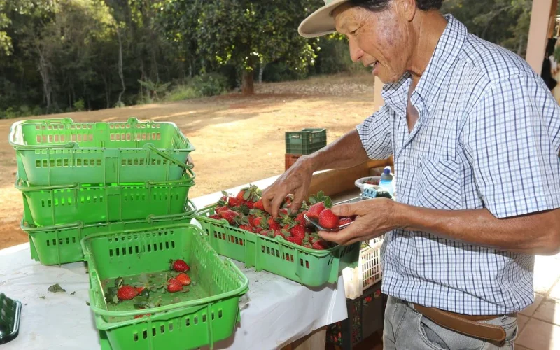 Finep Libera R$ 220 Milhões para Inovações na Agricultura Familiar: Oportunidades e Impactos no Plano Safra