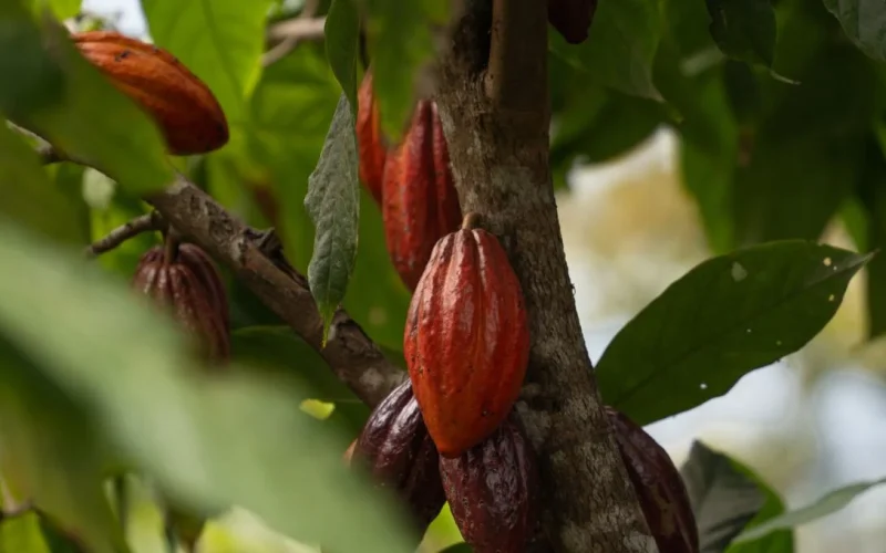 Cacau e Café Sofrem Quedas Expressivas na Semana, Pressionados por Excedentes e Demanda Fraca (21/06/2024)