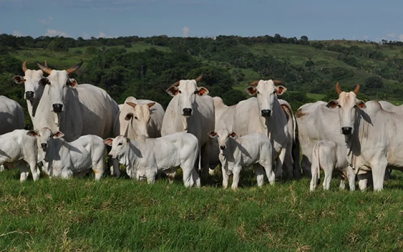 Preço do Boi Gordo em Queda: Demanda Fraca e Frigoríficos Cautelosos Pressionam Mercado em Maio