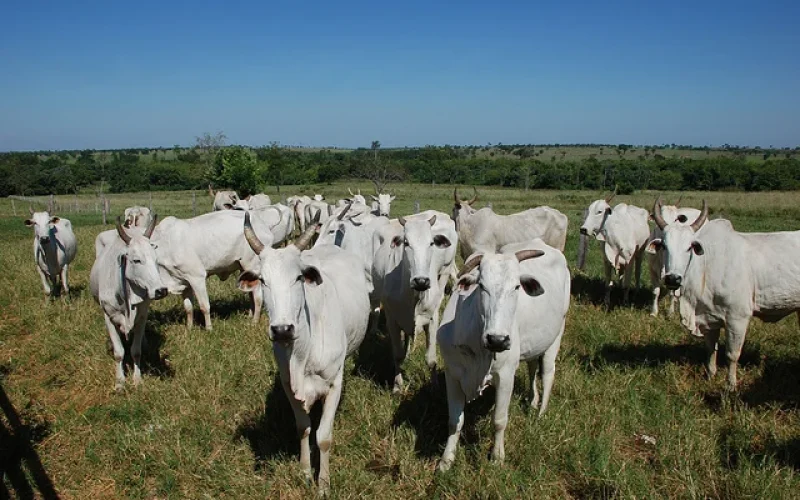 Fim da Cota Chinesa de Boi Gordo Ameaça Pecuária Brasileira: Entenda o Impacto e as Estratégias de Mitigação