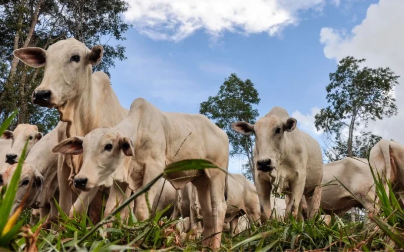 Arroba do Boi Gordo em Queda? Descubra os Fatores que Pressionam os Preços e o Que Esperar do Mercado Agora