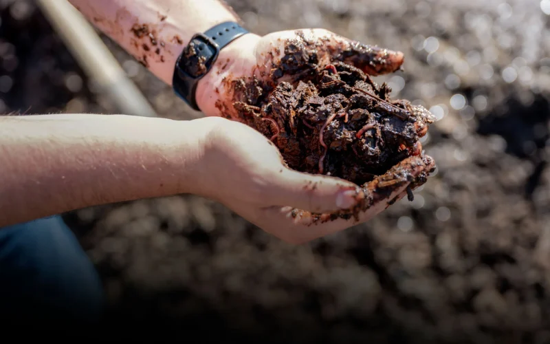 Minhocas e Micróbios: A Revolução Sustentável que Transforma o Esterco em Lucro na Pecuária