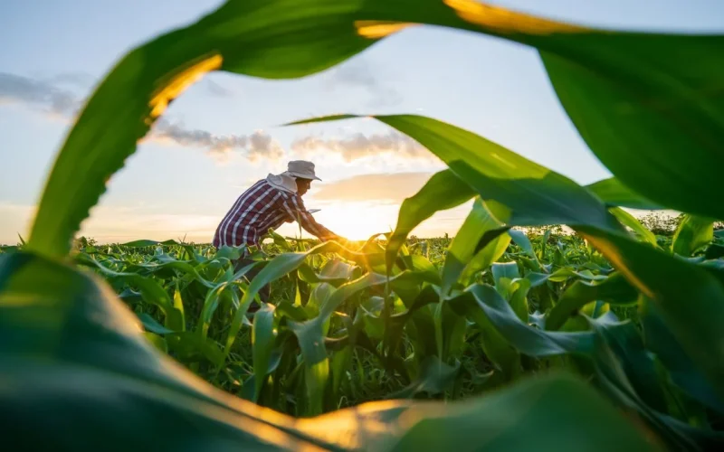 MP de Dívida Rural: Governo e Congresso Avançam em Renegociação com Foco em Perdas Climáticas e Novos Prazos