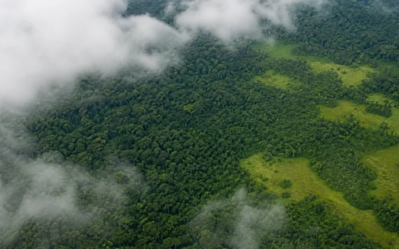 Alerta de Desmatamento na Amazônia e Cerrado Cai Drasticamente em Junho de 2026: Um Respiro para a Economia e o Investimento Verde