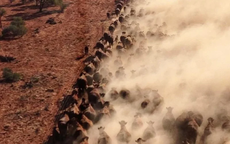 Austrália na Seca: Lições de Gestão para Pecuária Brasileira Evitar Prejuízos no Inverno