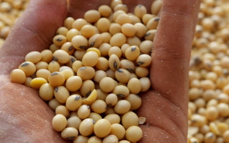 Soja Aos R$ 140: Demanda Externa Dispara Preços e Quebra Recordes de Exportação no Brasil