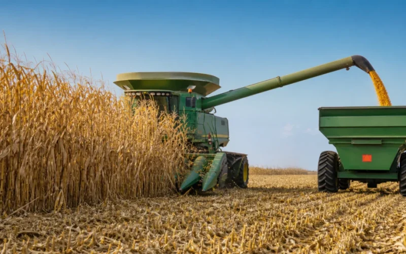 Milho de Inverno 2025/26: Colheita Acelera, Mas Atraso Preocupa Produtores e Mercado Agrícola