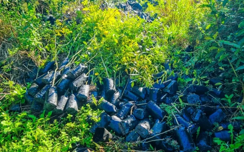 Viveiro Clandestino de Mudas Cítricas Desmantelado em SP: Ameaça à Agricultura e ao Bolso do Produtor