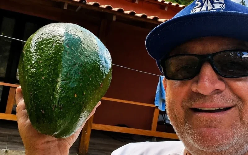 Abacate Gigante no ES Quase Bate Recorde Mundial: Potencial Genético e Oportunidades no Agronegócio Capixaba