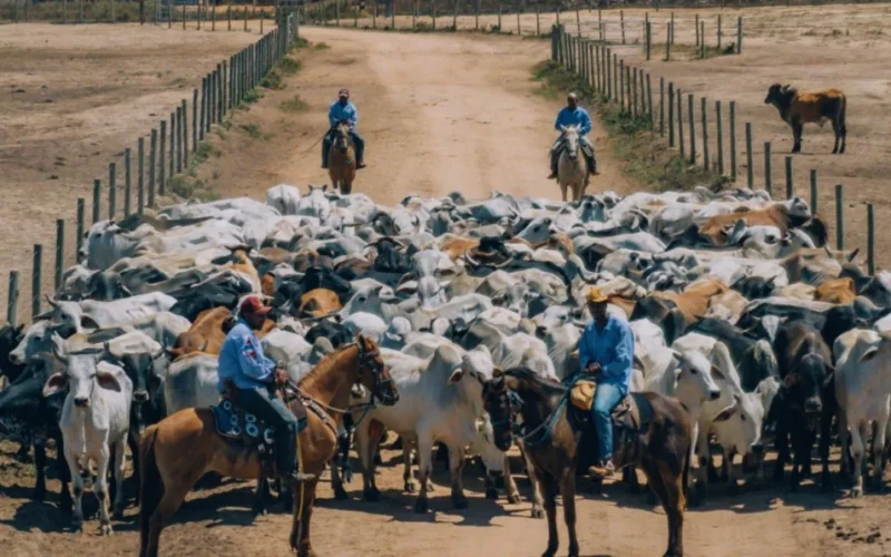 Antimicrobianos na Pecuária: Proibição Iminente? Impacto na Arroba do Boi e Lucro do Pecuarista