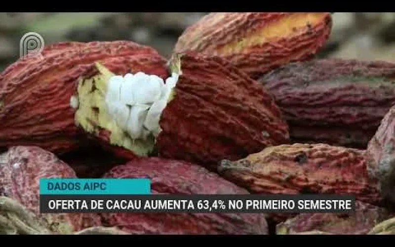 Cacau em Alta: Brasil Dispara 63,4% no Recebimento de Amêndoas em 2026, Superando Crise e Buscando Autossuficiência