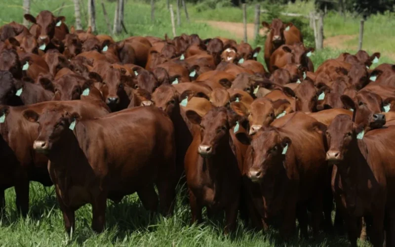 Bonsmara: A Raça Sul-Africana Que Revoluciona a Produção de Carne Premium no Brasil