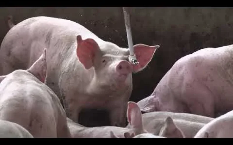 Inverno na Suinocultura: Manejo Correto Garante Lucratividade e Evita Perdas na Produção Animal