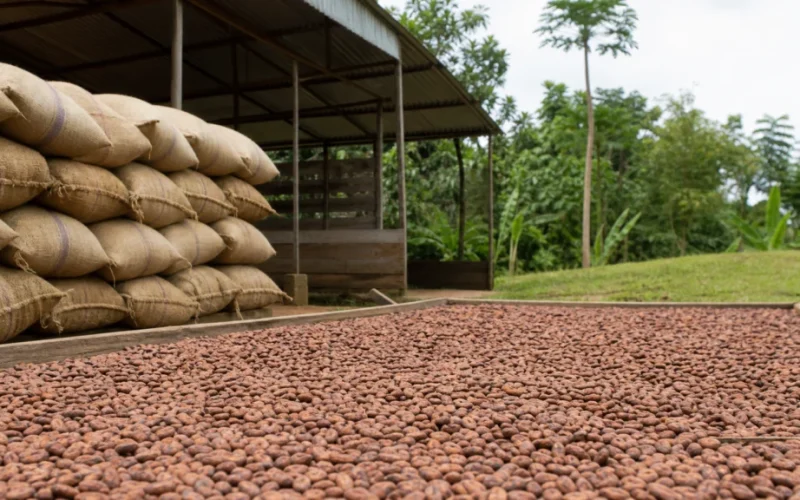 Cacau Brasileiro Sob Nova Lei: Preço Mínimo e Selo Verde Podem Transformar o Mercado Agrícola