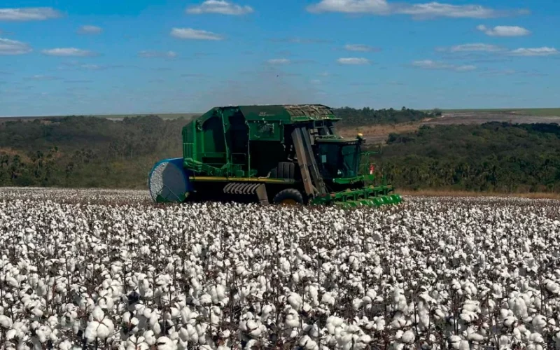 Algodão 2025/26: Mato Grosso reduz área, Bahia aposta em irrigação e vira destaque na produção de pluma
