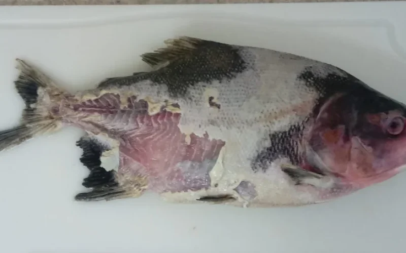 Alerta na Piscicultura: Bactéria Ameaça Tilápias e Peixes Nativos no Brasil com Potencial de Prejuízos Milionários