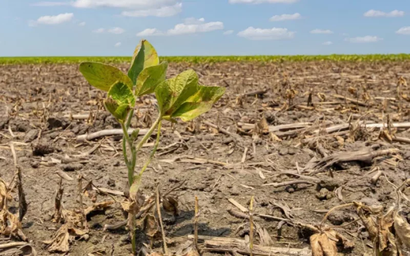 El Niño: Mapfre Navega entre Alta Demanda por Seguros Agrícolas e Gerenciamento de Riscos Complexos